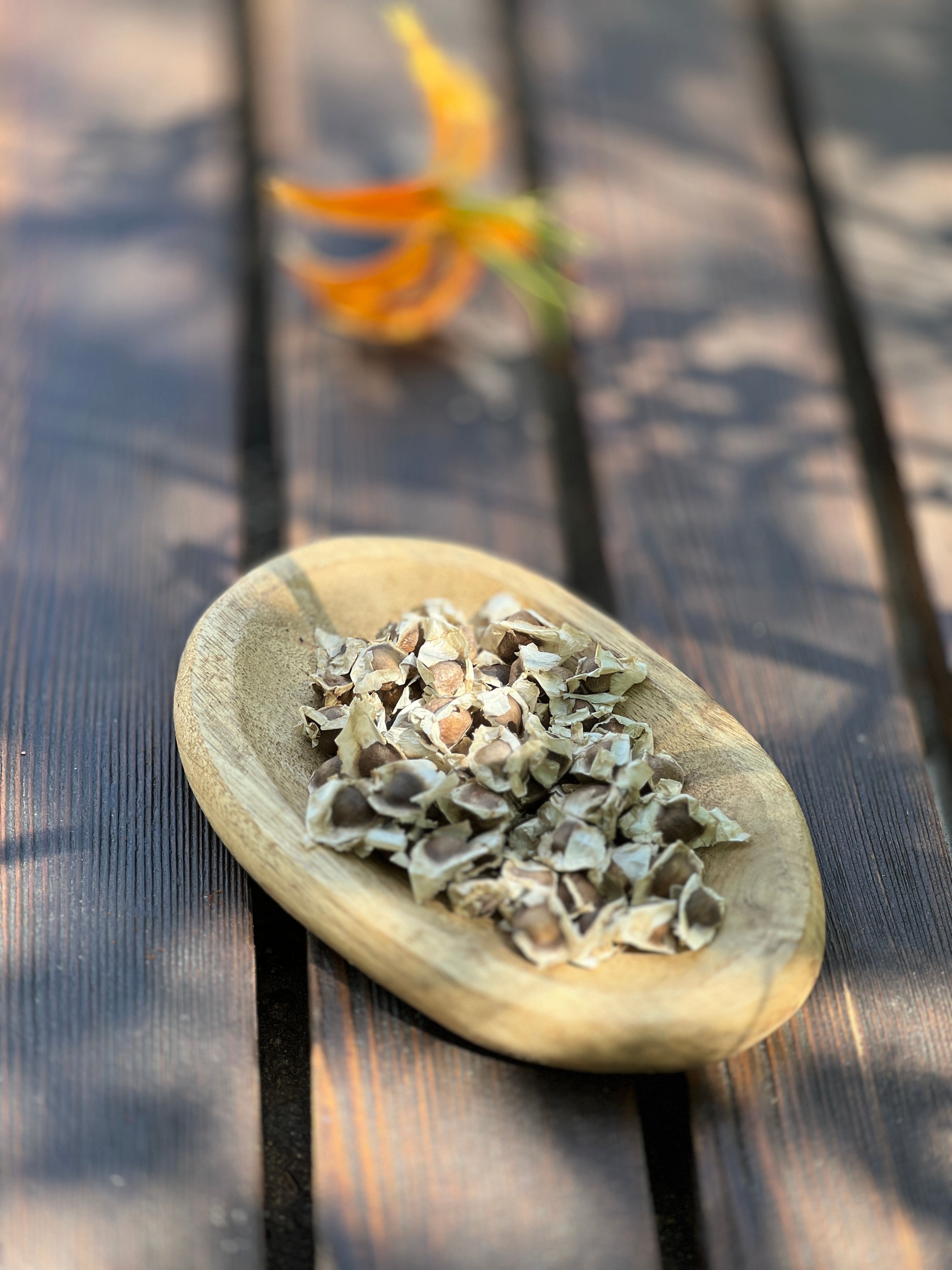 Graines de moringa